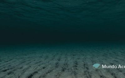 ¿A qué se denomina mar profundo?