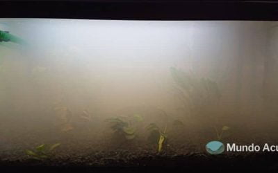 Agua turbia en el acuario: Causas y soluciones
