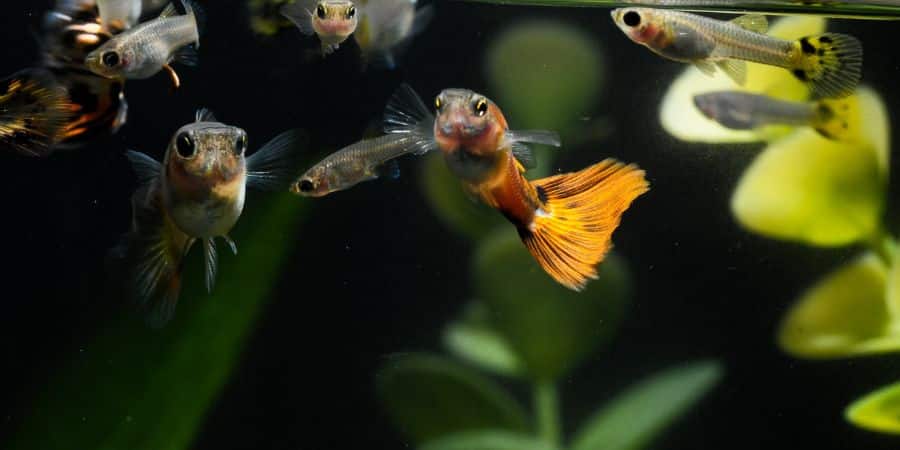 Causas comunes del lento crecimiento de los guppys
