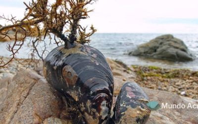 ¿Cómo están formados los mejillones?