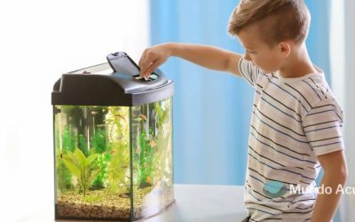 ¿Con qué frecuencia se debe alimentar a los peces?