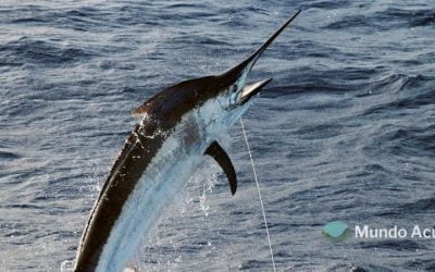 ¿Cuál es el animal más rápido en el agua?