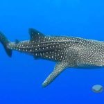 Cuál es el pez más grande del mundo