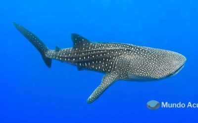 ¿Cuál es el pez más grande del mundo?