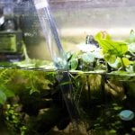 Cuál es la mejor manera de limpiar un acuario