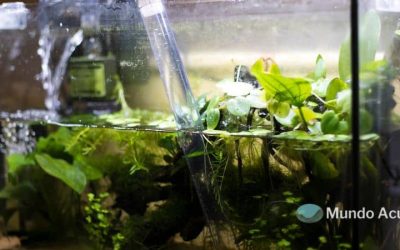 ¿Cuál es la mejor manera de limpiar un acuario?