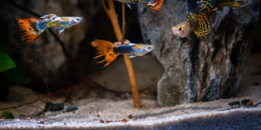 Cuándo alcanzan los guppys la edad adulta