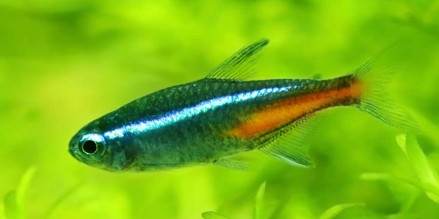 Cuándo alcanzan los tetras neón su mayor tamaño