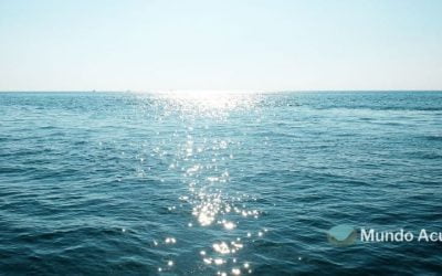 ¿Cuántos océanos existen?