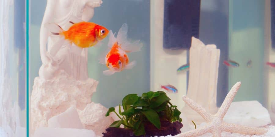 Cuántos peces caben en una pecera