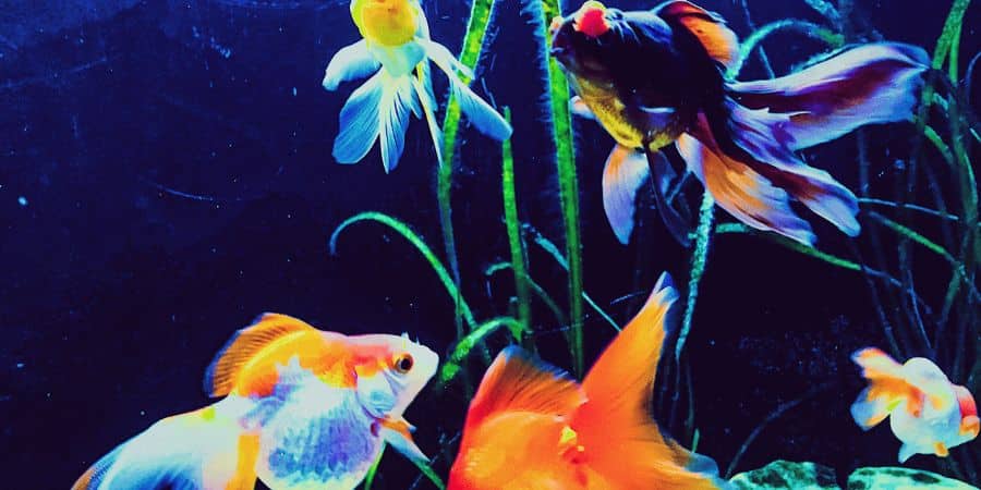 Demasiados peces a la vez