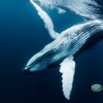 El animal más grande del mundo