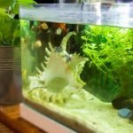 Errores comunes al montar un nuevo acuario