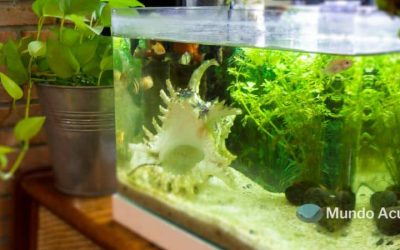 Errores cómunes al montar un nuevo acuario