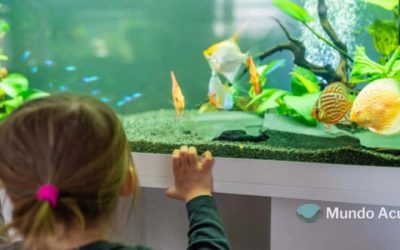 Lo que debes saber antes de comprar un acuario