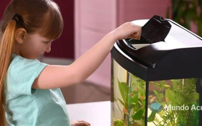 Nutrición adecuada para peces de acuario