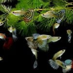 Qué tamaño alcanzan los peces guppys