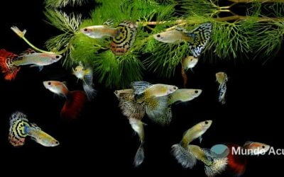 ¿Qué tamaño alcanzan los peces guppys?