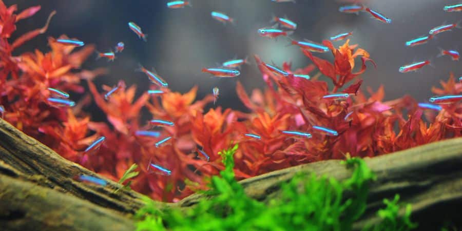 Qué tamaño de pecera es mejor para los tetras neón