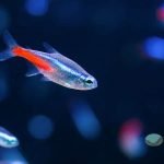 ¿Qué tamaño tiene un tetra neón? Qué tamaño tiene un tetra neón