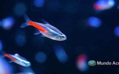¿Qué tamaño tiene un tetra neón?