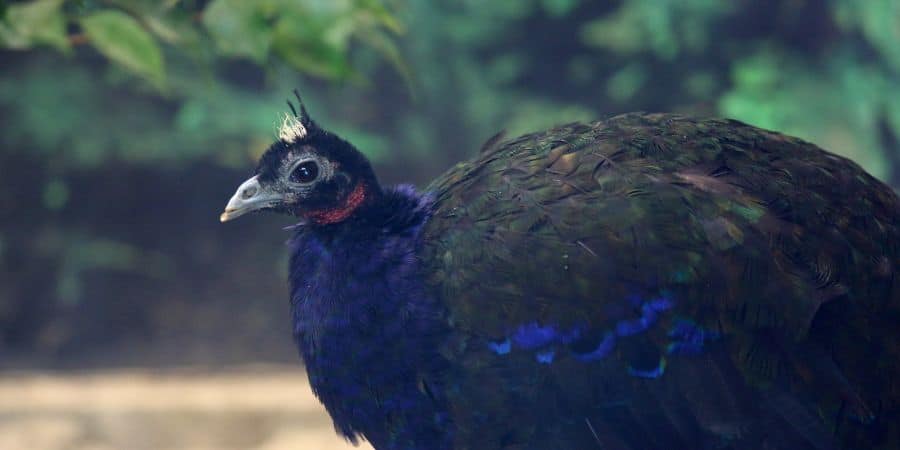 Qué tipos de criaturas habitan el río Congo