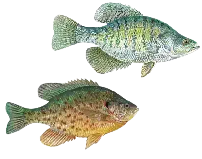 Peces