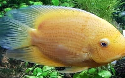 Alimentación y cuidados de los cíclidos duraznos