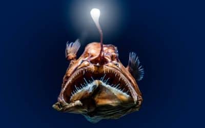 La luz del pez abisal