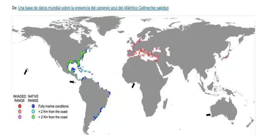 Cangrejo azul en el mundo