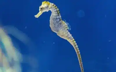 Caballito de mar: Único animal macho que se embaraza