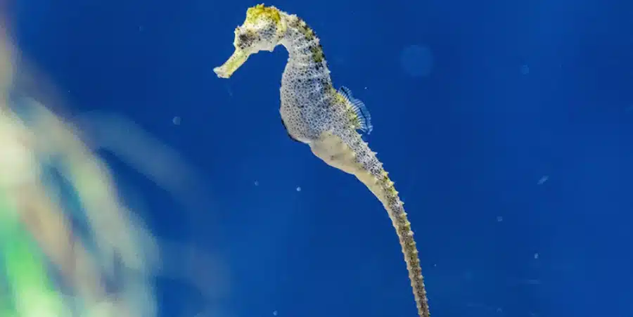 Caballito de mar: Único animal macho que se embaraza