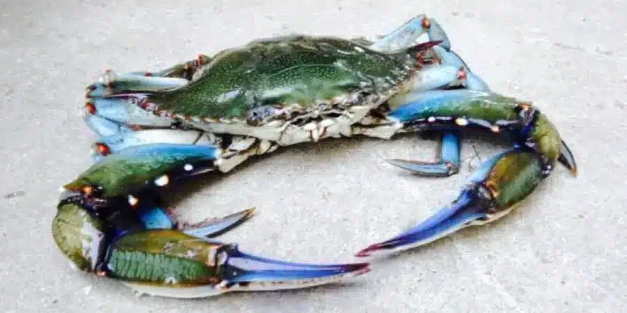 cangrejo azul en Europa