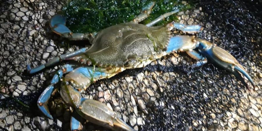 Cangrejo azul en Europa