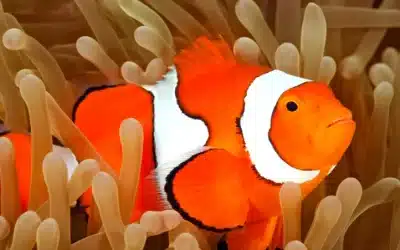 Pez Payaso: Cría y cuidados