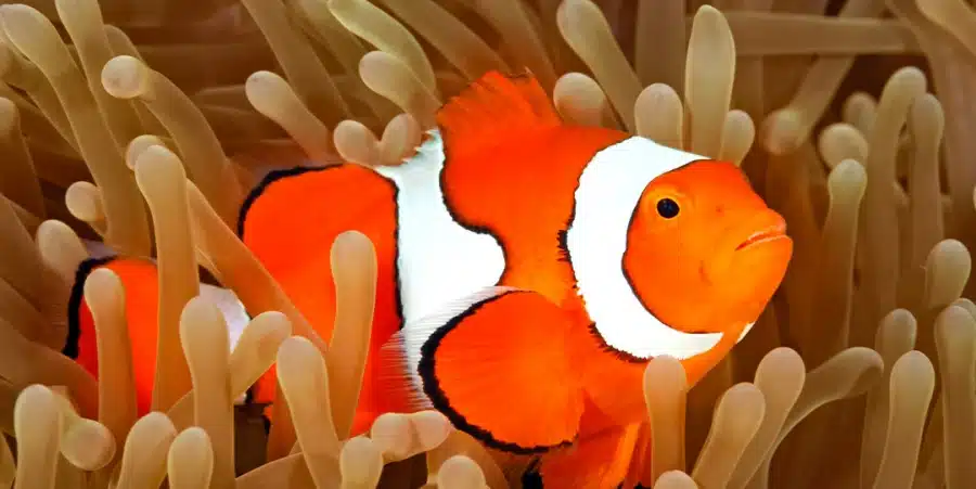 Pez Payaso: Cría y cuidados