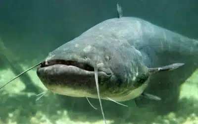 Siluros en España
