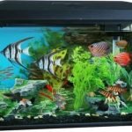 Peces para pecera pequeña peces para pecera pequeña