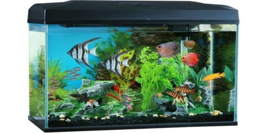 Peces para pecera pequeña