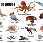 Tipos de pulpos Tipos de pulpos marinos