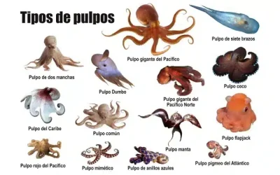 Tipos de pulpos