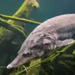 Peces grandes de río peces grandes de rio