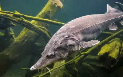 Peces grandes de río