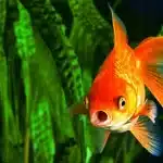 Goldfish: Alimentación y cuidados goldfish