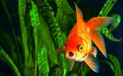 Goldfish: Alimentación y cuidados