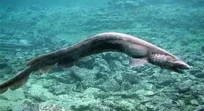 tiburon anguila 