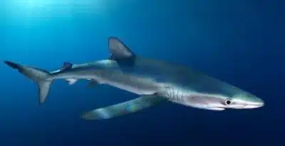 tiburon azul