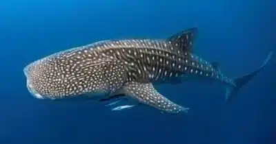tiburon ballena