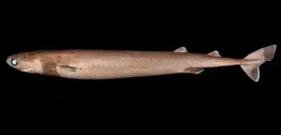 tiburon cigarro