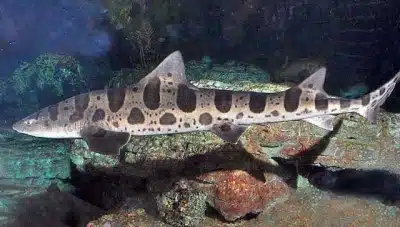 tiburon leopardo